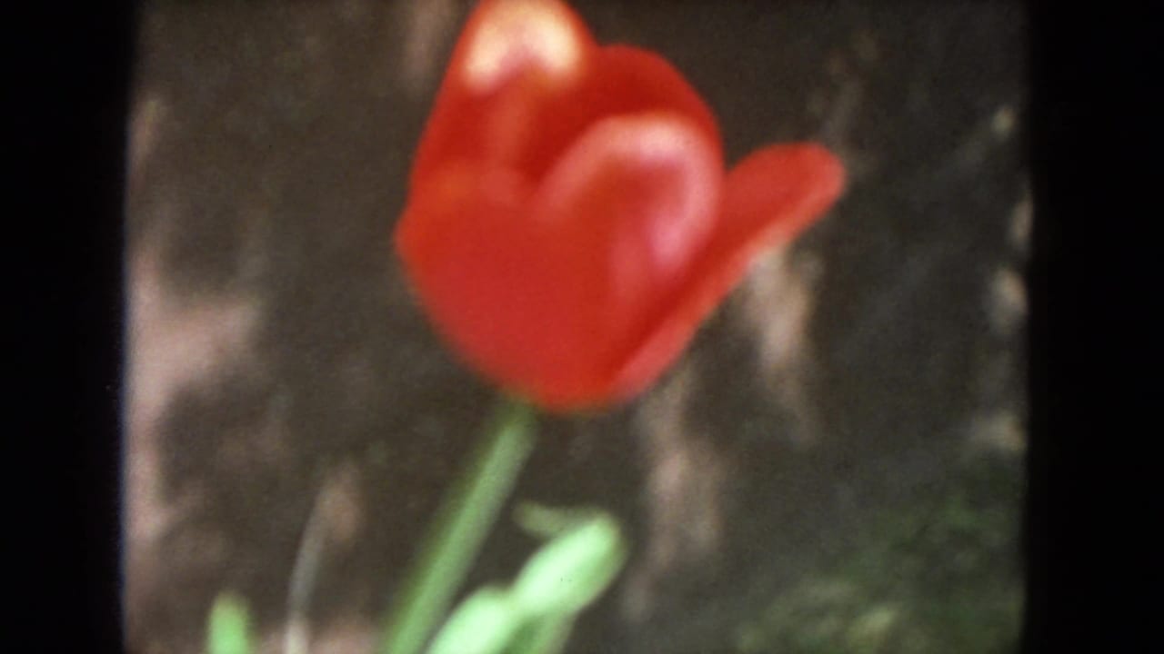 Soft-focus red rose against a dark garden background.