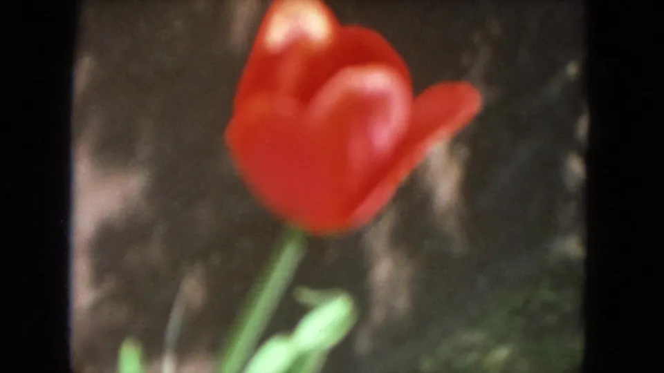 Soft-focus red rose in metadata-supported 1972 Racine 8mm home-movie footage, with green stem and dark garden texture behind it.