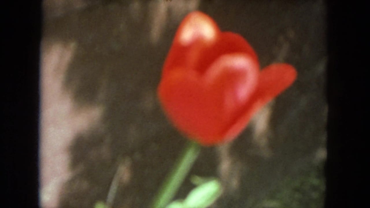 Red rose close-up repeated from a slightly different frame.