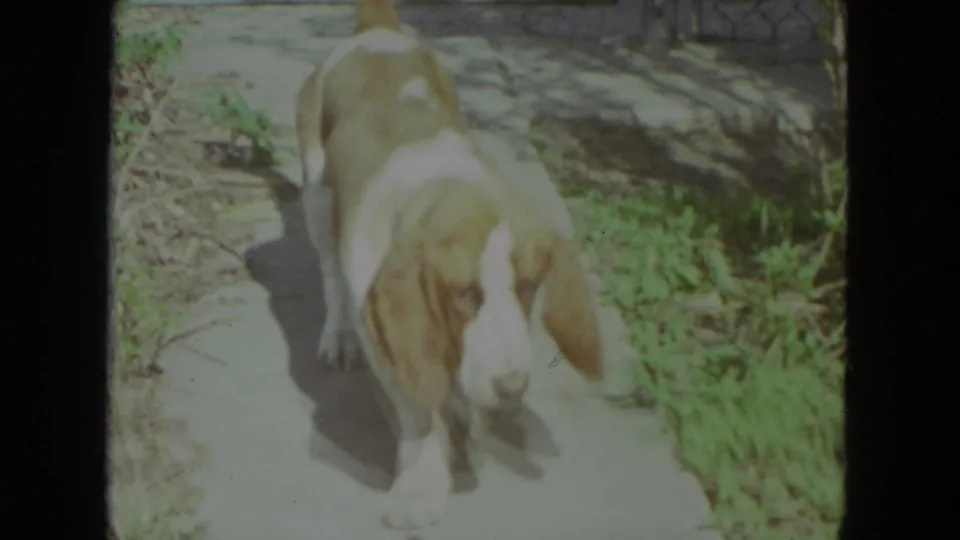 A basset hound with floppy ears lowers its head near a sunlit path and grass in the 1972 Racine home-movie footage.