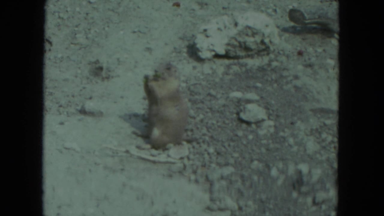 A prairie-dog-like animal stands alert on hind legs in a rocky outdoor setting in this 1972 8mm home-movie frame.