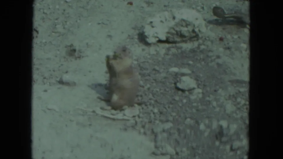 A prairie-dog-like animal stands alert on hind legs in a rocky outdoor setting in this 1972 8mm home-movie frame.