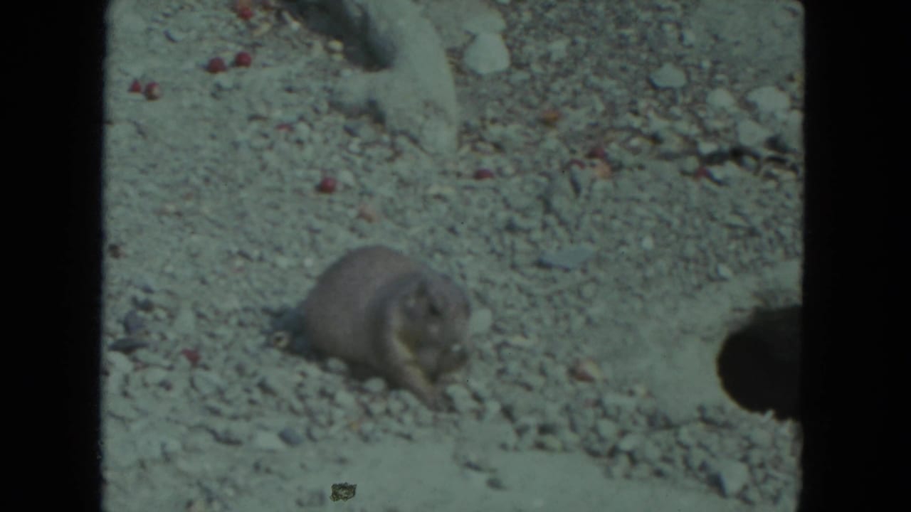 The animal crouches low on pale rocky ground, framed by dark 8mm film borders and soft vintage color.
