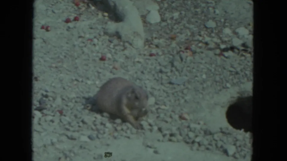 The animal crouches low on pale rocky ground, framed by dark 8mm film borders and soft vintage color.