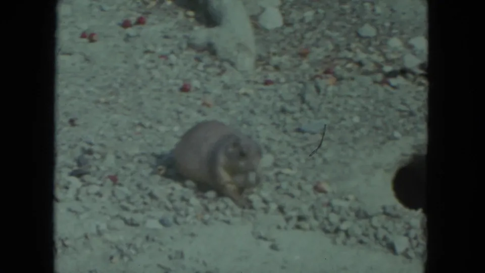 The prairie-dog-like animal remains low to the ground amid stones and pale earth, with visible film grain and contact-sheet cropping.
