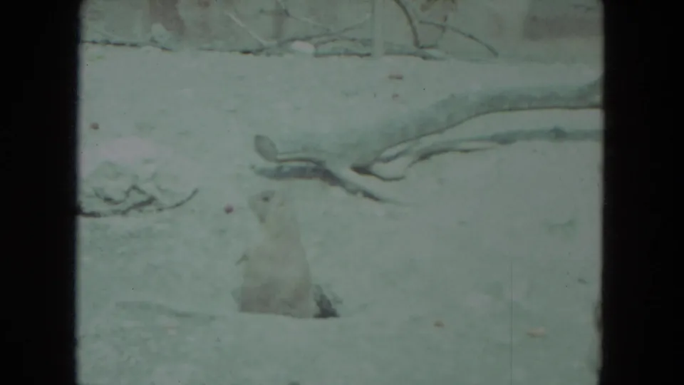 A small burrowing animal is partly visible near the bottom of the 1972 8mm frame, with branches or dried vegetation along the upper edge.