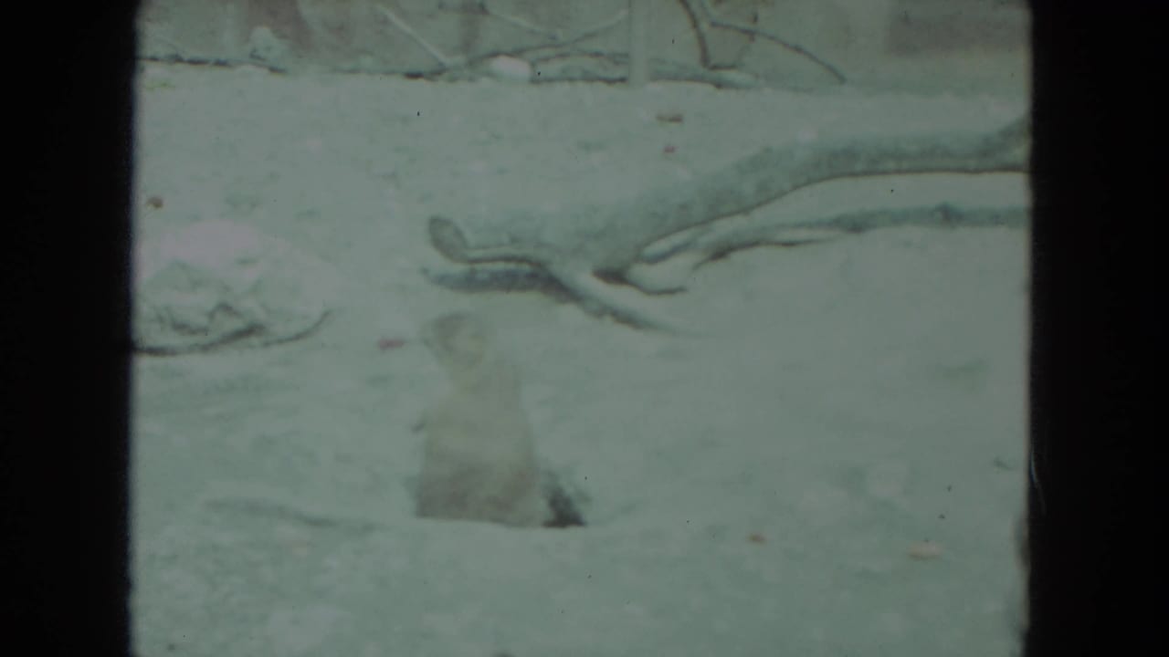 Prairie dog standing in sandy enclosure terrain.