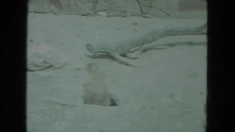 Prairie dog stands alert in a sandy animal-park enclosure in 1972 Racine, Wisconsin home-movie footage.