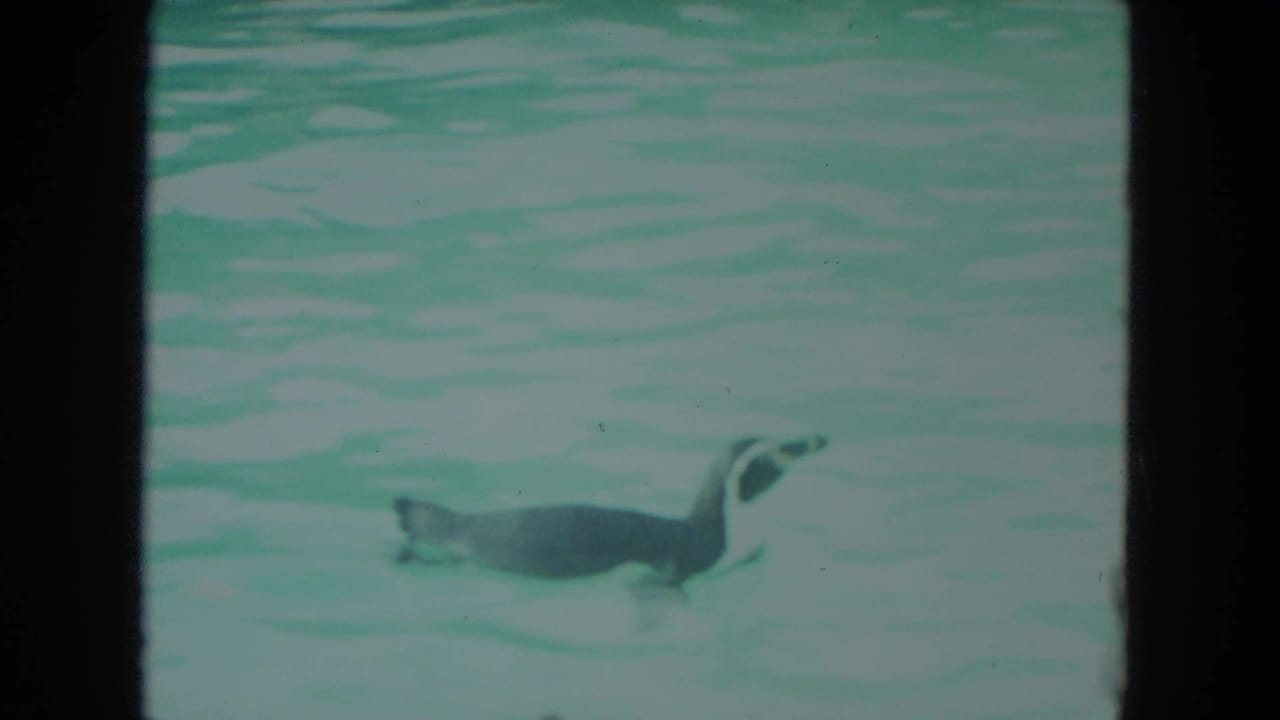 Penguin swimming across turquoise water.
