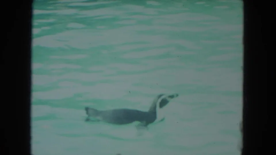 Penguin swims through turquoise water in a brief 1972 Racine, Wisconsin animal-park home-movie shot.