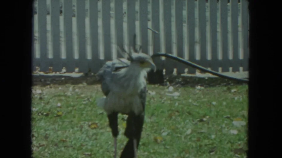 Secretary bird stands on grass near a pale fence in visitor-shot 1972 Racine, Wisconsin animal-park footage.