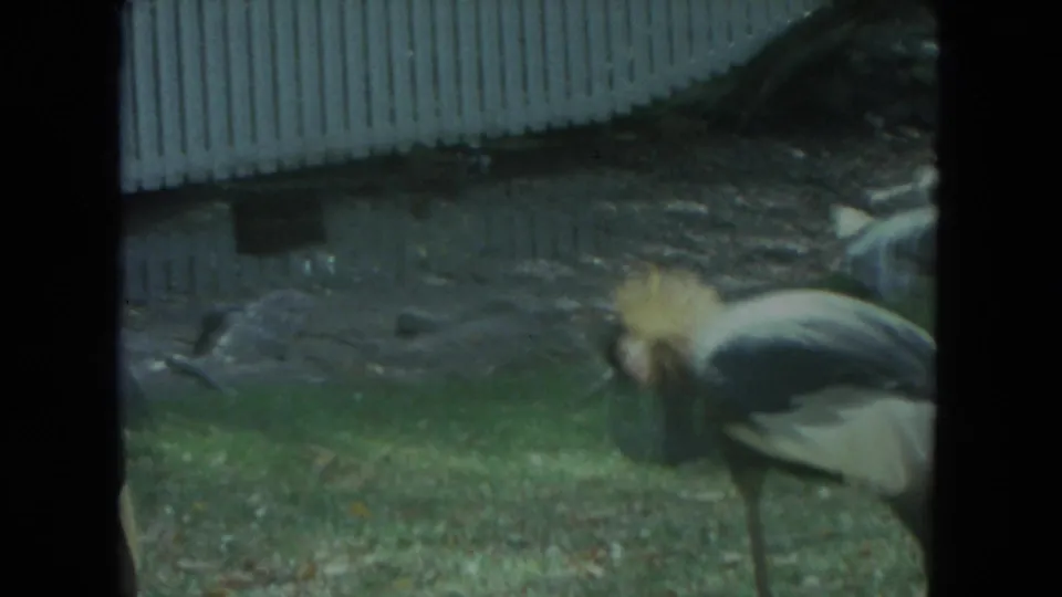 Crowned crane with a golden crest moves near grass and fencing in 1972 Racine, Wisconsin animal-park footage.