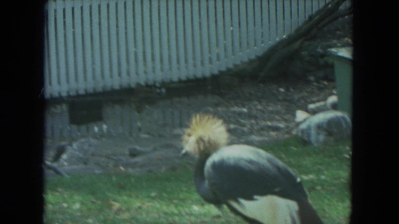 1972 Racine zoo footage shows a grey crowned crane with a golden crest walking through a grassy enclosure.