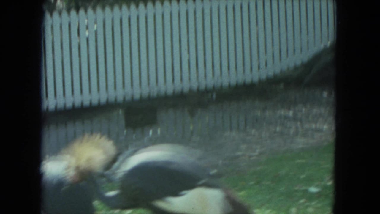 The crane continues across the grassy enclosure in the 1972 Racine visitor-shot zoo footage.
