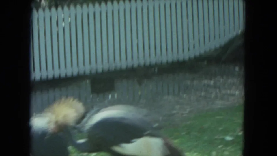 The crane continues across the grassy enclosure in the 1972 Racine visitor-shot zoo footage.