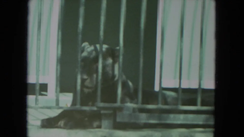 A tiger rests behind vertical metal bars in the Racine zoo footage, with a concrete ledge in front.