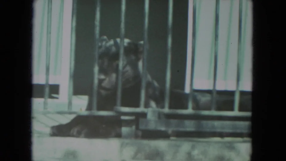 The final frame holds on the tiger behind bars, filmed from a visitor position in the 1972 Racine zoo setting.
