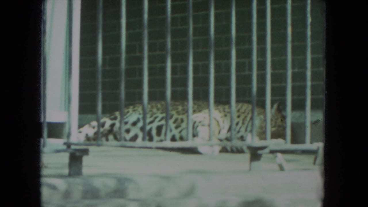 A spotted big cat rests behind metal bars in a Racine, Wisconsin zoo enclosure, from 1972 8mm home-movie footage.