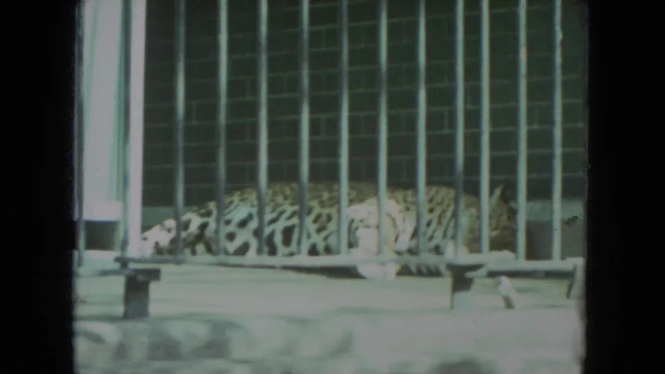 A spotted big cat rests behind metal bars in a Racine, Wisconsin zoo enclosure, from 1972 8mm home-movie footage.