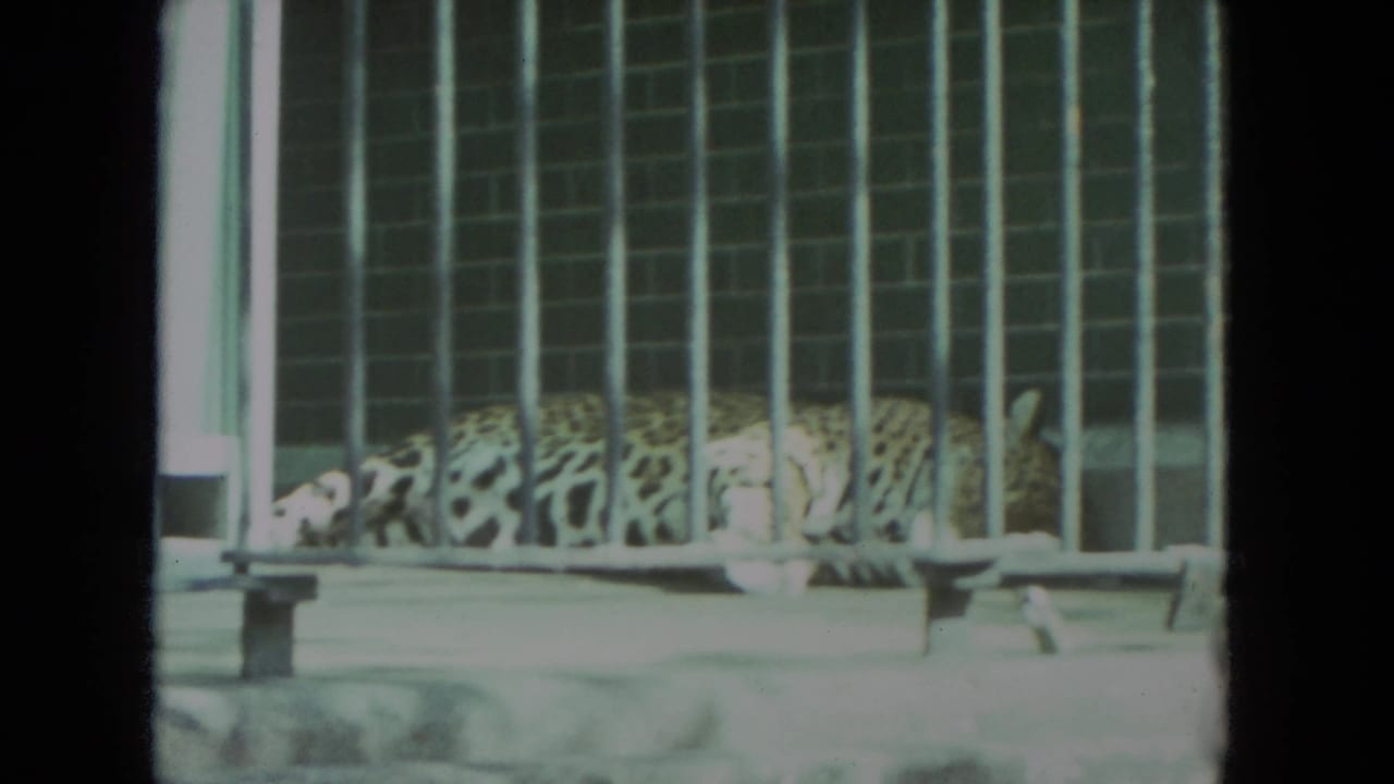 A spotted big cat lies across a concrete surface behind vertical bars in the 1972 Racine zoo footage.