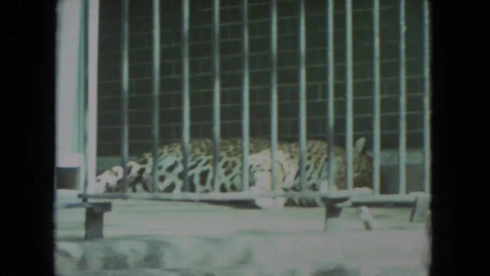 A spotted big cat lies across a concrete surface behind vertical bars in the 1972 Racine zoo footage.