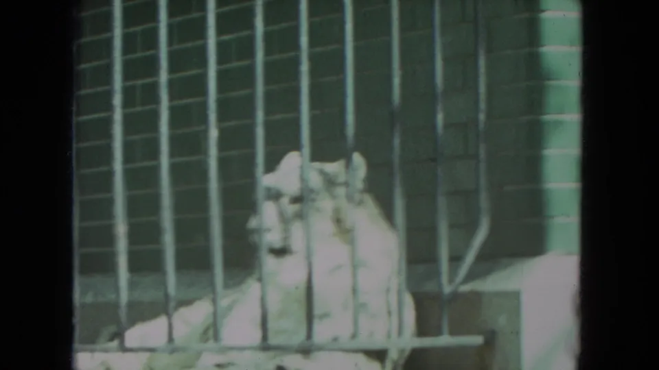 A white tiger sits alertly behind metal bars in a Racine, Wisconsin zoo enclosure captured on 8mm film.