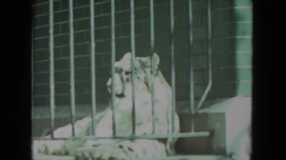 A white tiger is seen behind vertical bars near a raised concrete platform in the 1972 Racine zoo clip.