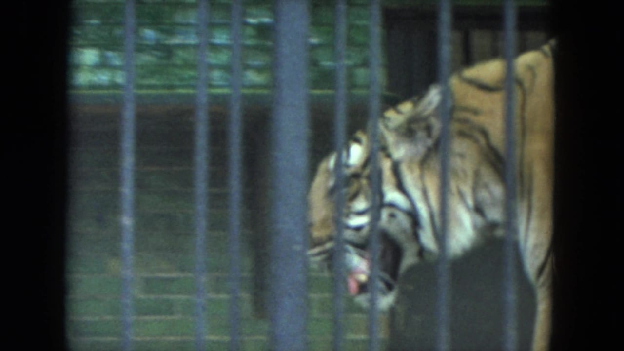 1972 Racine home-movie frame showing a tiger behind metal zoo bars, partly obscured by dark film edges.
