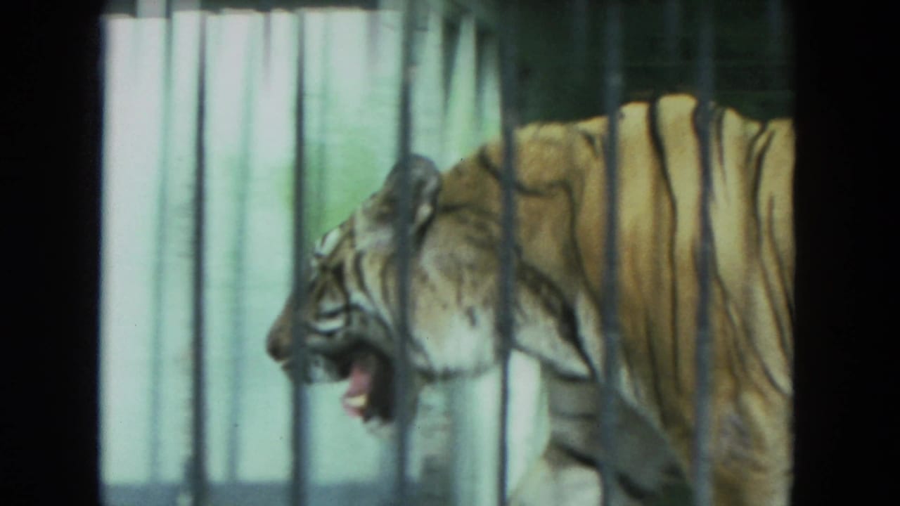 1972 Racine zoo footage frame with a tiger in profile behind vertical bars, mouth open as it moves through the enclosure.