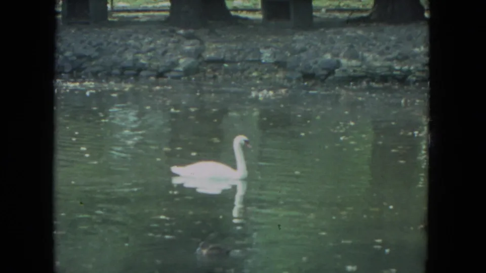 1972 Racine home-movie frame showing a white swan moving across still water below a rocky bank and zoo-side structures.