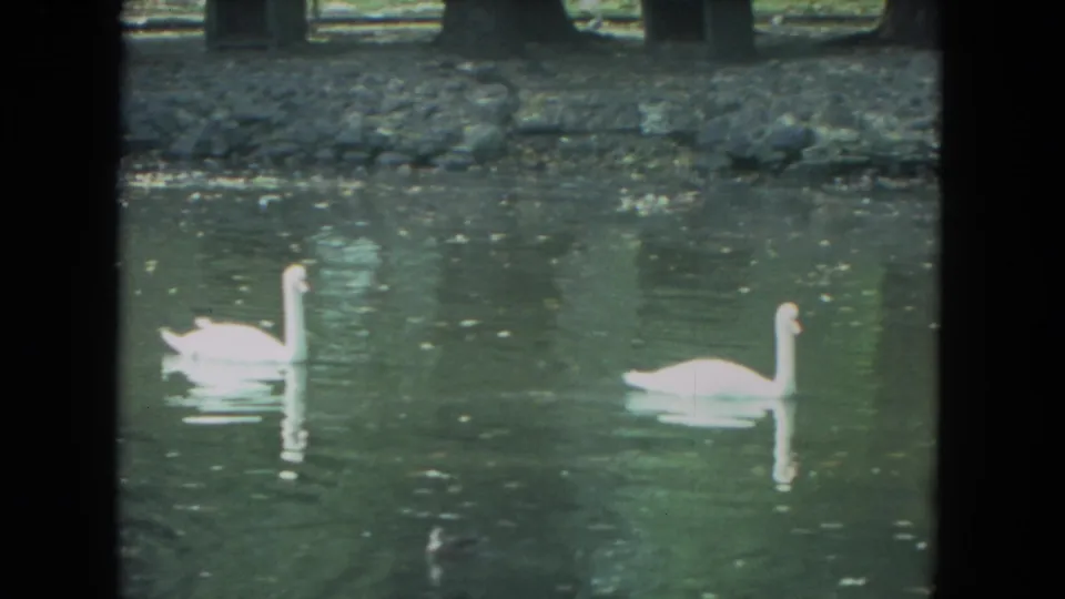 1972 Racine lake frame with two white swans separated across the water, their pale forms reflected in the greenish surface.