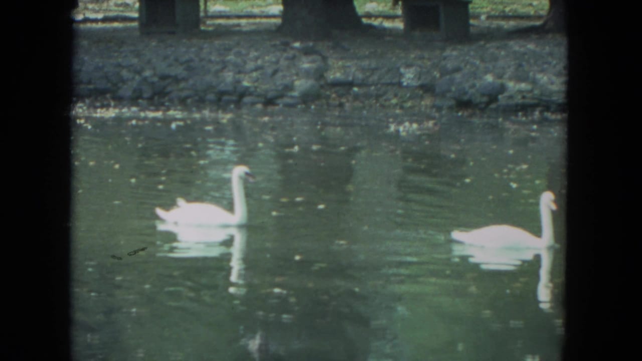 Two white swans glide across a pond in Racine, Wisconsin, in 1972 home-movie footage, with soft reflections on the water.