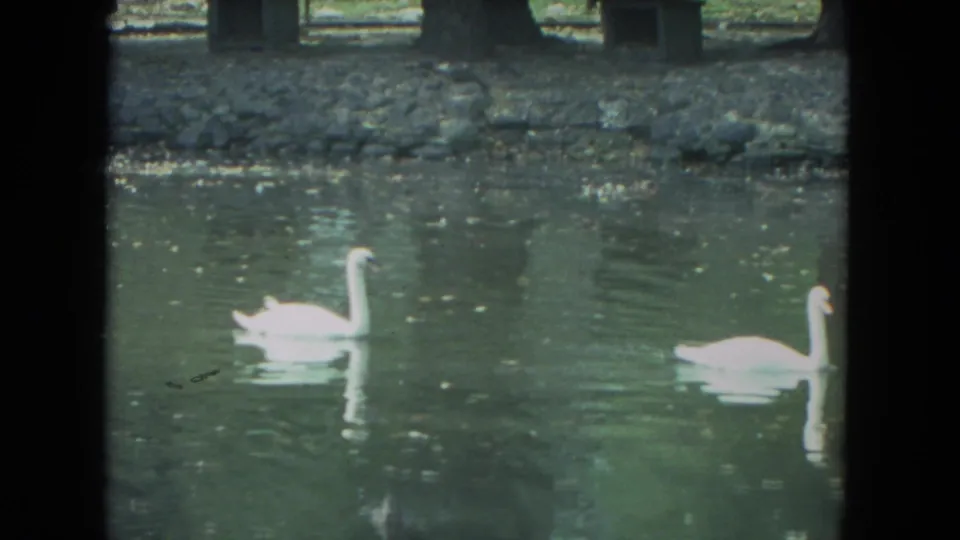 Two white swans glide across a pond in Racine, Wisconsin, in 1972 home-movie footage, with soft reflections on the water.