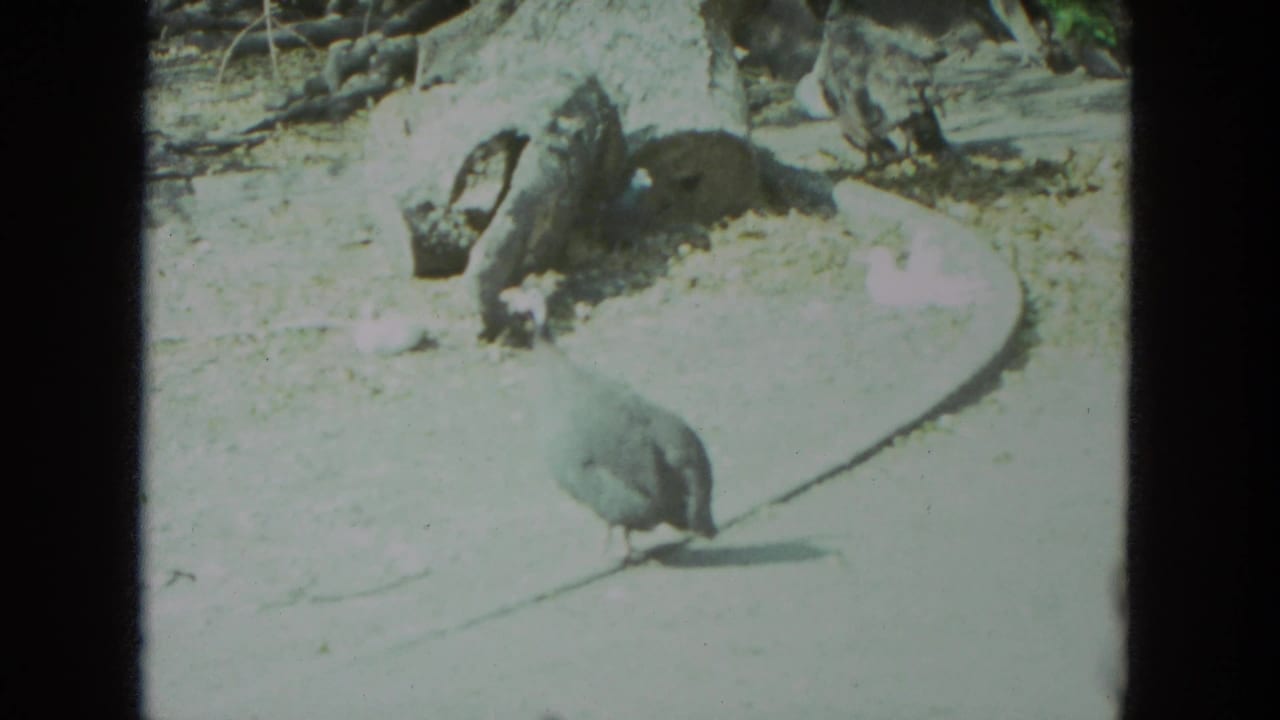 A pigeon pecks on a paved park surface near a large tree stump in the 1972 Racine, Wisconsin home-movie clip.