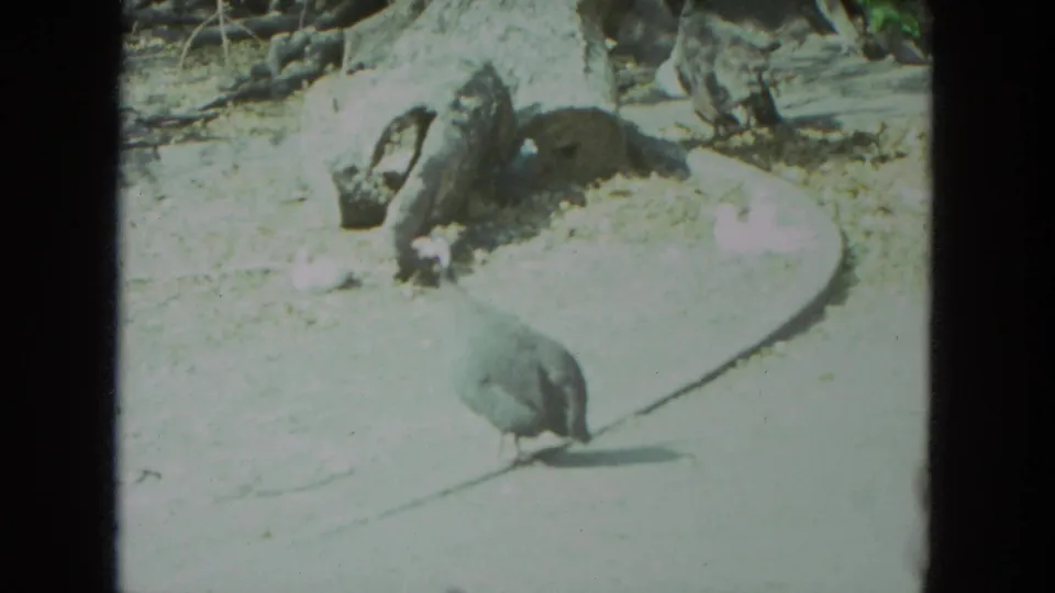 A pigeon pecks on a paved park surface near a large tree stump in the 1972 Racine, Wisconsin home-movie clip.