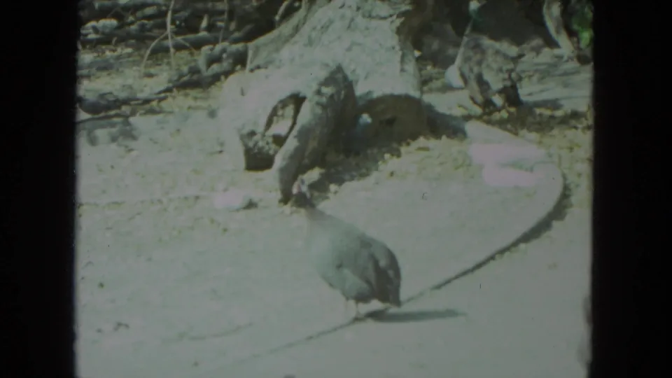 A closer view shows a pigeon on park pavement near a tree stump and roots in Racine, Wisconsin, recorded on 8mm film in 1972.