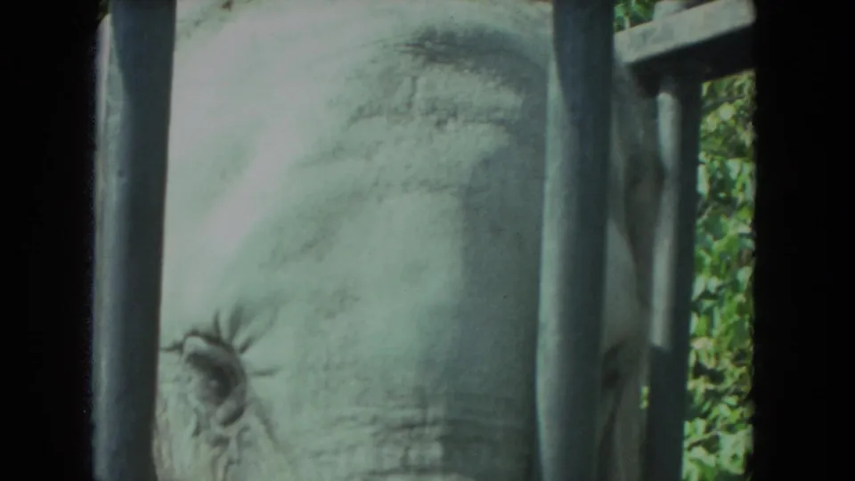 Close-up of an elephant's wrinkled face behind vertical bars, consistent with a zoo enclosure in the stated Racine 1972 footage.