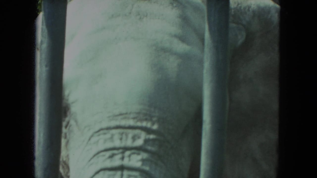 1972 Racine 8mm frame showing an elephant's eye and wrinkled face seen through vertical cage bars.