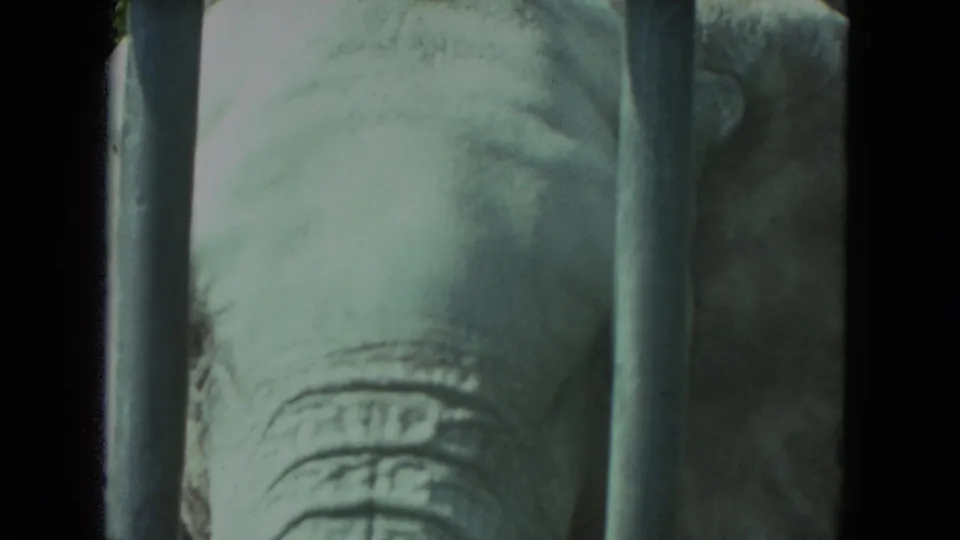 1972 Racine 8mm frame showing an elephant's eye and wrinkled face seen through vertical cage bars.