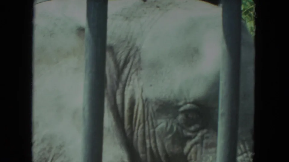 1972 home-movie frame with an elephant's wrinkled face and eye framed tightly behind cage bars.
