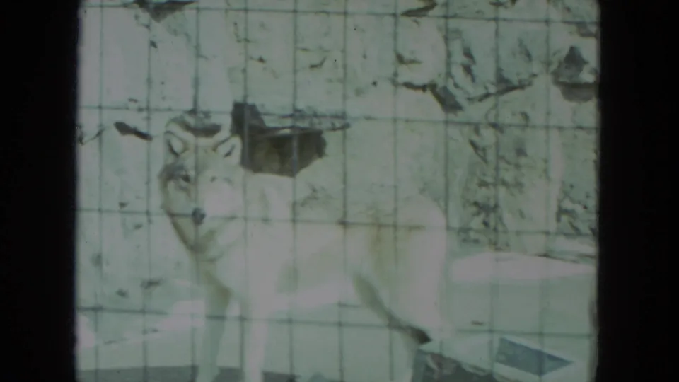1972 Racine 8mm frame showing a wolf standing alert behind wire mesh inside a zoo-style enclosure.