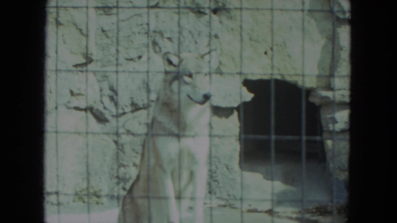Light-colored wolf sitting behind wire mesh near a stone wall and dark den opening.