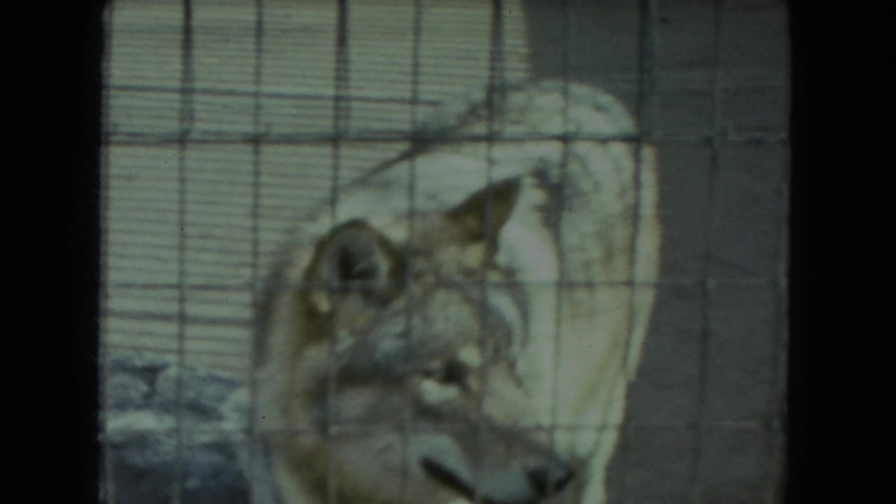 Close 8mm view of a wolf looking through zoo enclosure mesh in Racine, Wisconsin, supported by clip metadata.