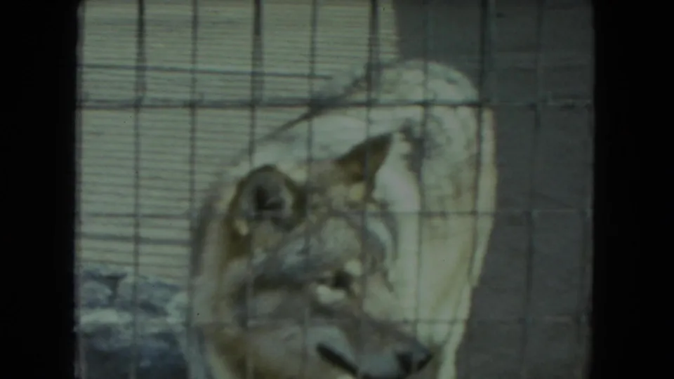 Close 8mm view of a wolf looking through zoo enclosure mesh in Racine, Wisconsin, supported by clip metadata.