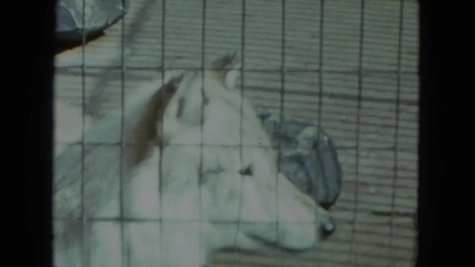 Soft 8mm frame of the wolf turned away inside a zoo enclosure with mesh and hard enclosure surfaces visible.