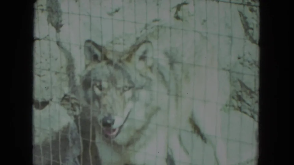 1972 Racine, Wisconsin zoo frame showing a wolf facing the camera behind wire mesh against a pale stone backdrop.