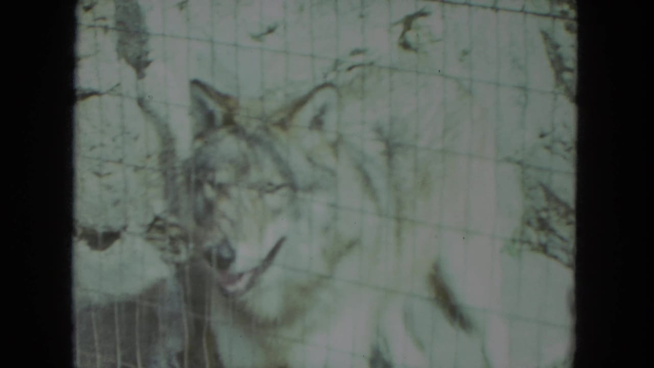 1972 Racine home-movie frame showing a timber wolf partly obscured by wire mesh inside a zoo enclosure.