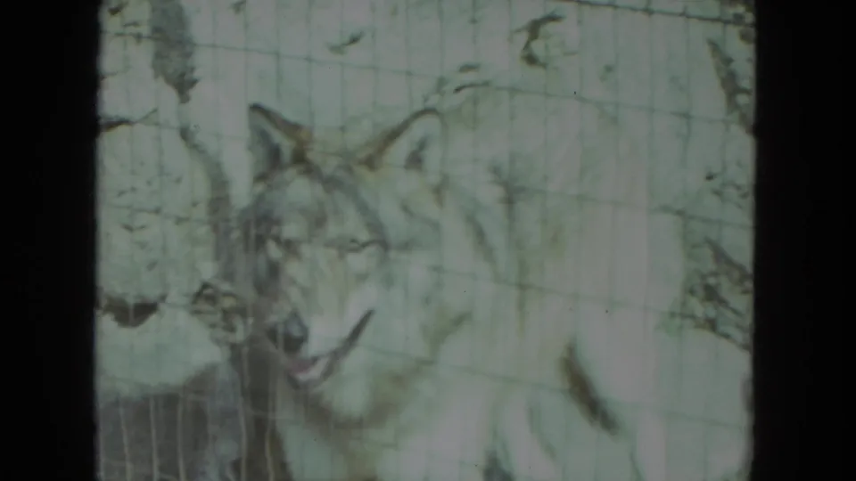 1972 Racine home-movie frame showing a timber wolf partly obscured by wire mesh inside a zoo enclosure.