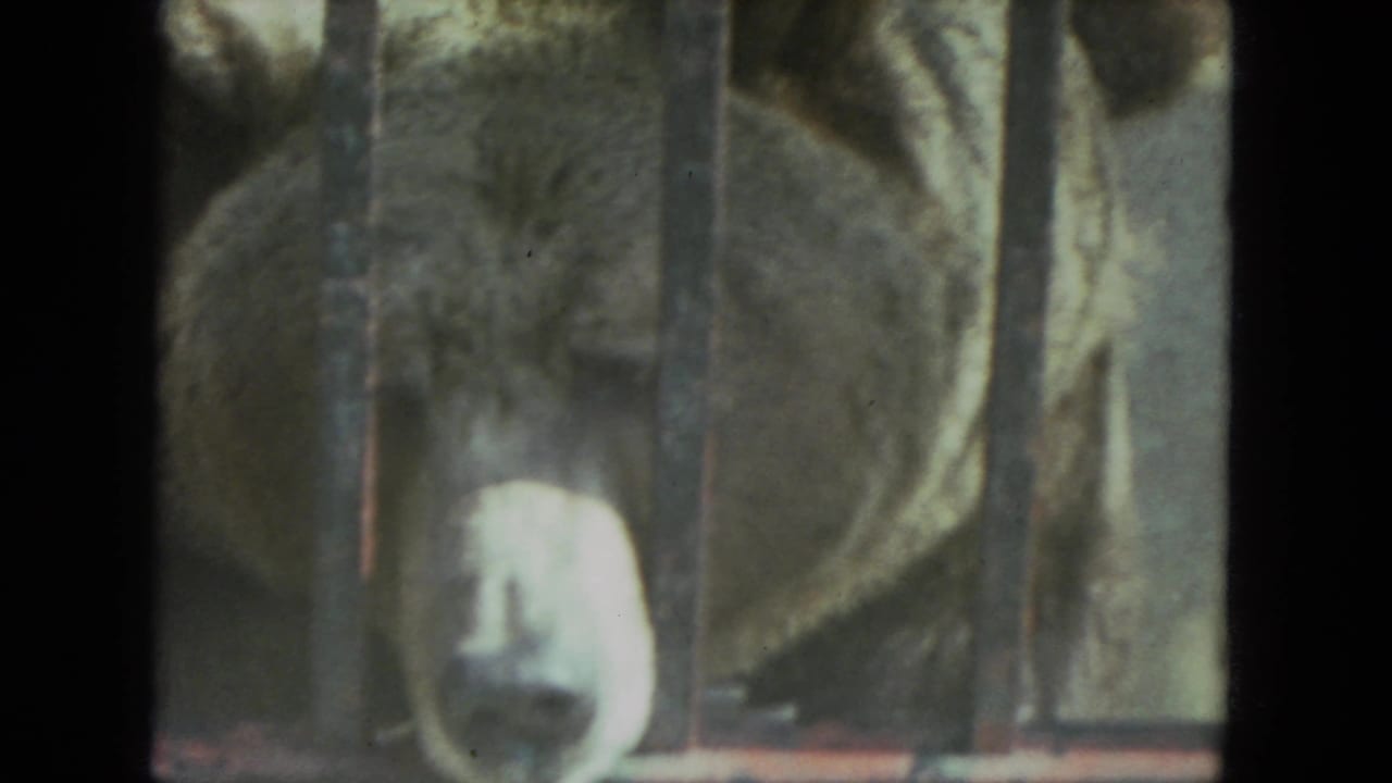 1972 Racine zoo footage frame showing a brown bear facing the camera behind vertical metal bars.