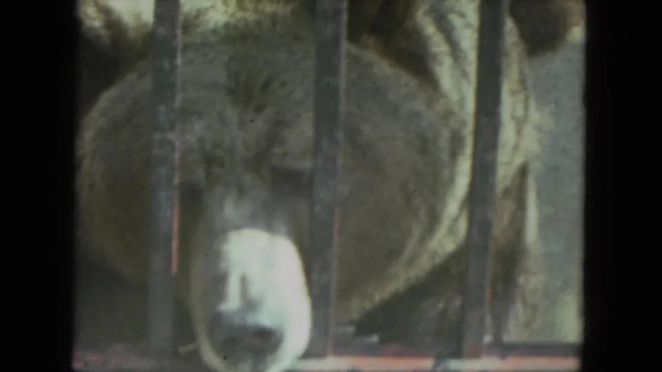 1972 Racine zoo footage frame showing a brown bear facing the camera behind vertical metal bars.